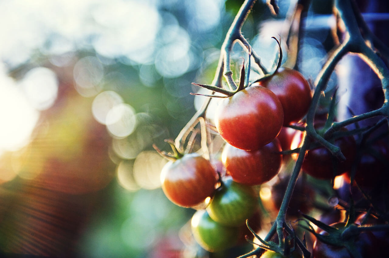 fotografia kulinarna